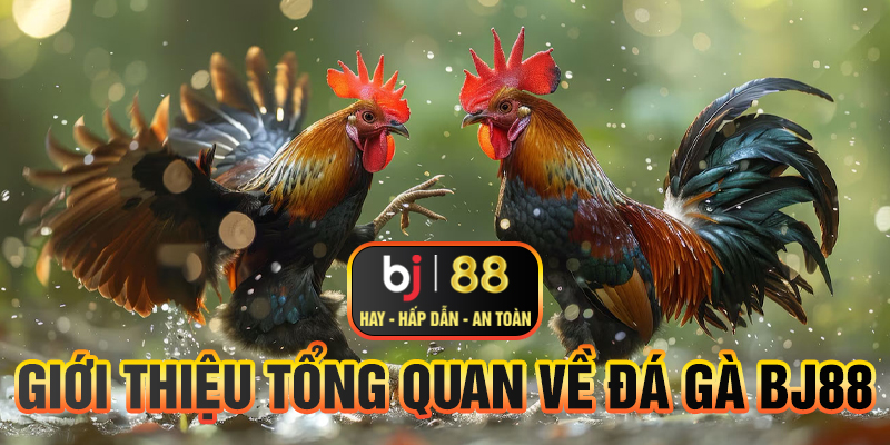 Giới thiệu tổng quan về đá gà BJ88