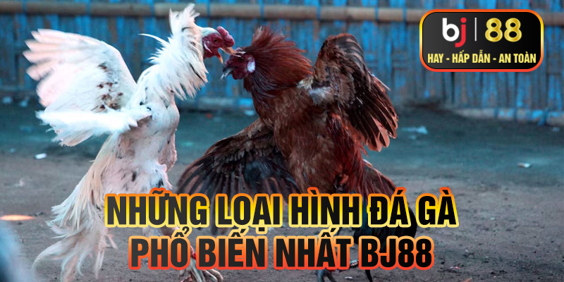 Những loại hình đá gà phổ biến nhất Bj88