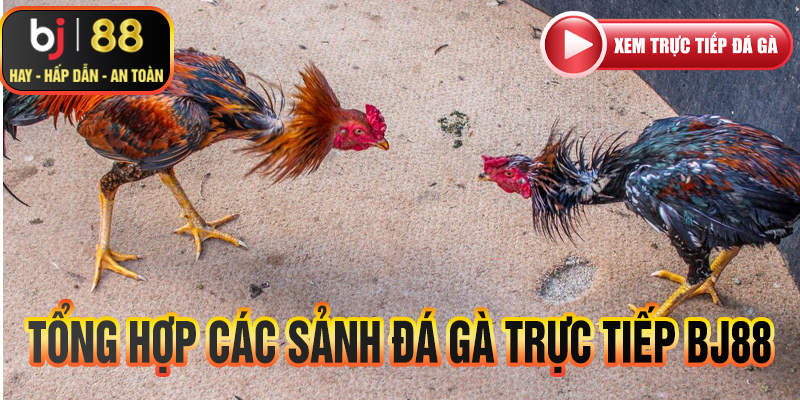 Tổng hợp các sảnh đá gà trực tiếp tại bj88