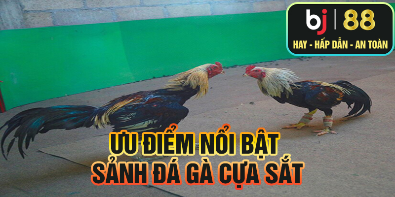 Ưu điểm nổi bật của sảnh đá gà cựa sắt